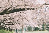 「【駒場】UmeeTカメラマンによる桜写真集【本郷】」のサムネイル画像