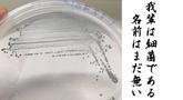 新種生物はあなたのすぐそばに！？微生物に魅せられた東大院生が語るミクロな世界のサムネイル