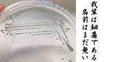「新種生物はあなたのすぐそばに！？微生物に魅せられた東大院生が語るミクロな世界」のサムネイル画像