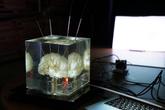 【もし人間の感情を操作できたら？】テクノロジーの当たり前をぶっ壊す東大制作展に潜入してきました！のサムネイル