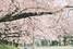 【駒場】UmeeTカメラマンによる桜写真集【本郷】