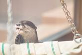 【カワウソ】五月祭でカワウソについて学ぼう！【同好会】のサムネイル